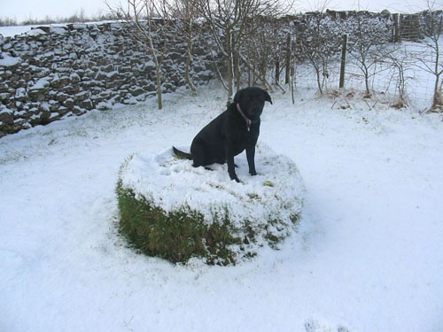 Rosie enjoying the tump seat in snow February 2009