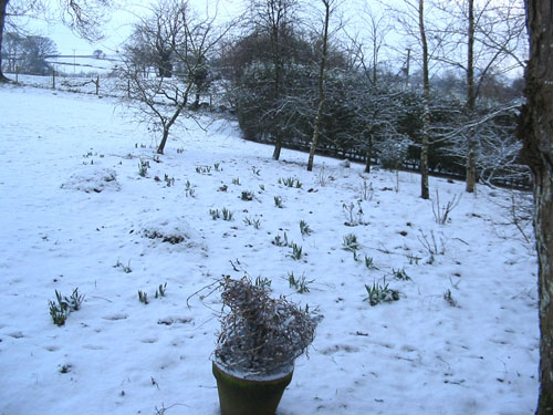 Huddlestone Cottage and The Hayloft gardens in snow February 2009