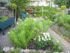 View towards herb garden