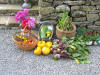 Organic fruit and vegetables from our garden