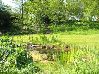 View across wildlife pond towards the copse