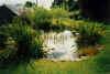 Wildlife pond in garden