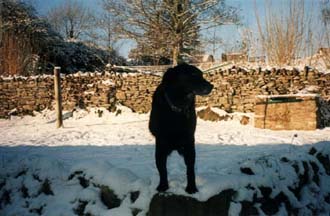 Danny enjoying the snow!